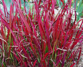 Imperata cyl. 'Red Baron'