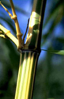 Phyllostachys vivax ·Aureocaulis