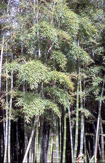 Phyllostachys nigra Henonis