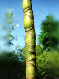 Phyllostachys aurea