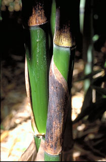 Phyllostachys rubromaginata